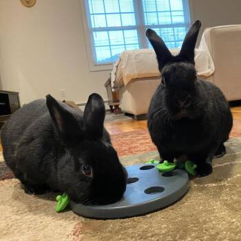 Havana and American Rabbits Available for Adoption in Plumsted, New Jersey - Mira | PetCurious
