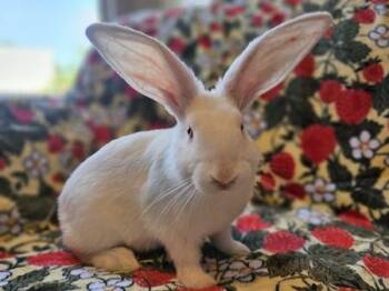 John -  American Rabbit for Adoption in Folsom, California - John | PetCurious