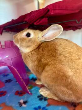 Rescue American Rabbits for Adoption in Sebastian, Florida - Miles | PetCurious