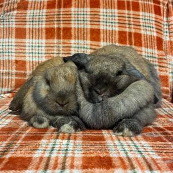 Cashew -  Holland Lop Rabbit for Adoption in Gansevoort, New York - Cashew | PetCurious