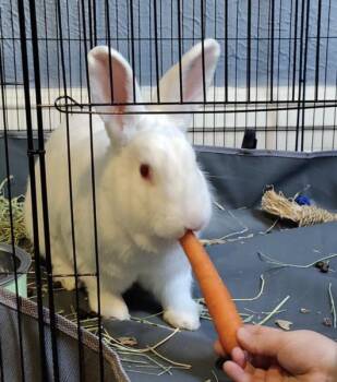 Aster -  New Zealand Rabbit for Adoption in Kalamazoo, Michigan - Aster | PetCurious