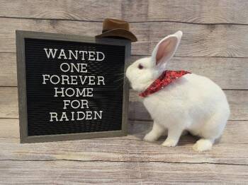 Florida White Rabbits Available for Adoption in Columbus, Ohio - Raiden | PetCurious