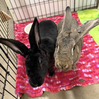 SANDY & CLUMSY (PEN 3) -  Bunny Rabbit Rabbit Available for Adoption in Las Vegas, Nevada - SANDY & CLUMSY (PEN 3) | PetCurious