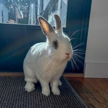 Liam -  Hotot Rabbit for Adoption in Los Angeles, California - Liam | PetCurious
