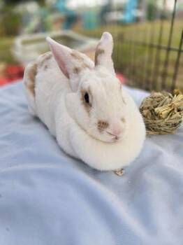 Beveren and Flemish Giant Rabbits Available for Adoption - Penny | PetCurious