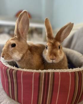 Rescue Bunny Rabbit Rabbits for Adoption in Westbrook, Maine - Ritz *bonded To Sunshine* | PetCurious