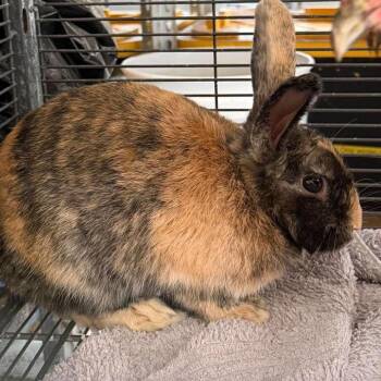 Mr. Boddy -  New Zealand and American Rabbit for Adoption in Nampa, Idaho - Mr. Boddy | PetCurious