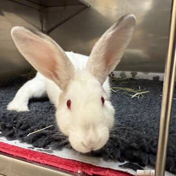 Rescue American Rabbits for Adoption in Richmond, California - Kuromi | PetCurious