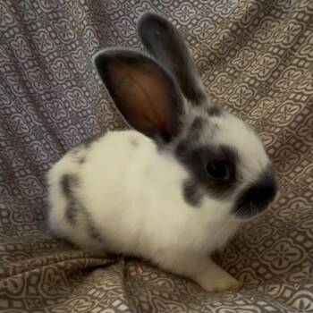 Miss Prissy -  Bunny Rabbit Rabbit for Adoption in Gansevoort, New York - Miss Prissy | PetCurious