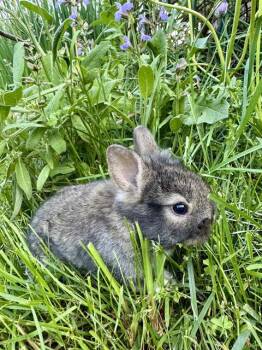HAM -  Netherland Dwarf Rabbit for Adoption in Methuen, Massachusetts - HAM | PetCurious