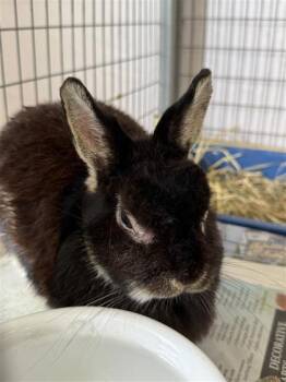 Princess Daisy -  Dwarf Rabbit for Adoption in Largo, Florida - Princess Daisy | PetCurious