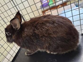 LARRY -  Bunny Rabbit Rabbit for Adoption in Fort Myers, Florida - LARRY | PetCurious