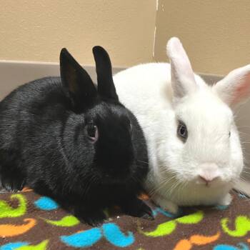 Fallon (bonded with Felix) -  Hotot Rabbit for Adoption in Oshkosh, Wisconsin - Fallon (bonded With Felix) | PetCurious