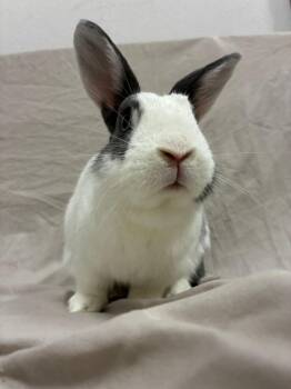 Tereso -  Dutch Rabbit for Adoption in Pflugerville, Texas - Tereso | PetCurious