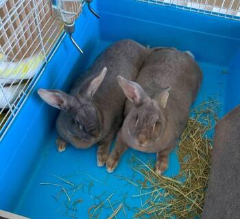 Flemish Giant Rabbits Available for Adoption in Melbourne, Florida - Chase And Dash | PetCurious