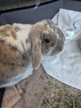 CINNAMIN BUN -  Holland Lop Rabbit for Adoption in Vaughan, Ontario - CINNAMIN BUN | PetCurious