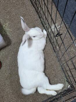 Abby -  Flemish Giant and Florida White Rabbit for Adoption in Westford, Massachusetts - Abby | PetCurious