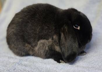 Rescue Mini Lop Rabbits for Adoption in Salinas, California - Holly | PetCurious