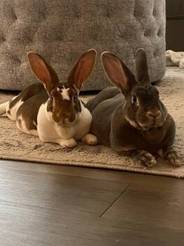 Rescue Rex Rabbits for Adoption in Santa Cruz, California - Snowball (aka Anne) & Agnes (bonded Pair) | PetCurious