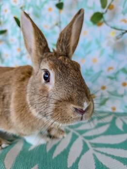 Bunny Rabbit Rabbits Available for Adoption in Long Beach, California - Lola | PetCurious