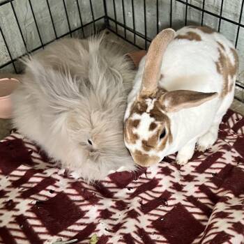 LUNA & THEODORE (PEN 14) -  Bunny Rabbit Rabbit Available for Adoption in Las Vegas, Nevada - LUNA & THEODORE (PEN 14) | PetCurious