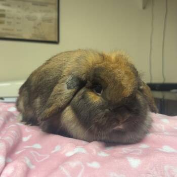 Jasmine -  Holland Lop Rabbit for Adoption in Gansevoort, New York - Jasmine | PetCurious