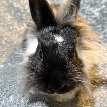 Lionhead Rabbits Available for Adoption in Saint Charles, Missouri - Shiloh  | PetCurious