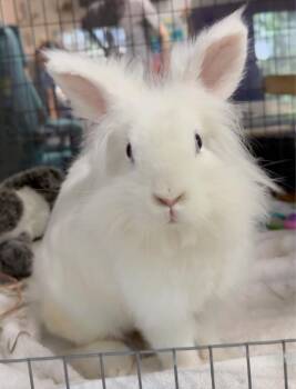 Bluebird -  Lionhead Rabbit for Adoption in Mill Valley, California - Bluebird | PetCurious