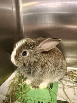 TATO -  Bunny Rabbit Rabbit for Adoption in Tallahassee, Florida - TATO | PetCurious