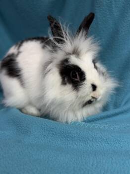 Dolly -  Lionhead Rabbit for Adoption in Edinburg, Pennsylvania - Dolly | PetCurious