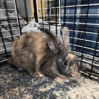 Coco -  Harlequin Rabbit for Adoption in San Diego, California - Coco | PetCurious