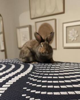 Lionhead and American Rabbits Available for Adoption - Honey | PetCurious
