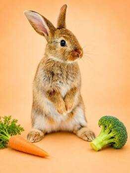 Alfalfa -  American Rabbit for Adoption in Bowling Green, Kentucky - Alfalfa | PetCurious