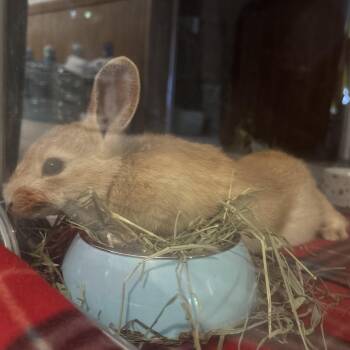 Palomino Rabbits Available for Adoption in Peconic, New York - Elk | PetCurious