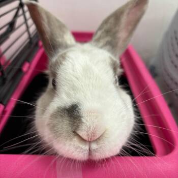 Bunny Rabbit Rabbits Available for Adoption - Mewtwo | PetCurious
