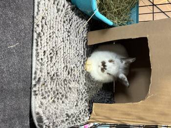 Rescue Lionhead Rabbits for Adoption in Howell Township, New Jersey - Cabbage | PetCurious