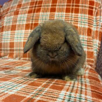 Pecan -  Holland Lop Rabbit for Adoption in Gansevoort, New York - Pecan | PetCurious
