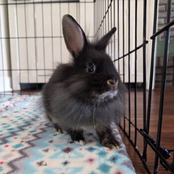 Rescue American Rabbits for Adoption in Hilliard, Florida - KitKat | PetCurious
