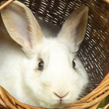 Bunny Rabbit Rabbits Available for Adoption - TOM YUM | PetCurious