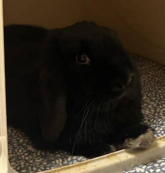 Lop Eared Rabbits Available for Adoption in Stratham, New Hampshire - Bean | PetCurious