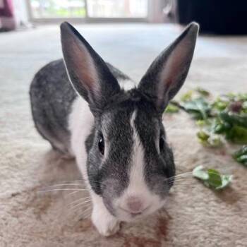 Dutch and Bunny Rabbit Rabbits Available for Adoption in Wheaton, Illinois - Sani | PetCurious