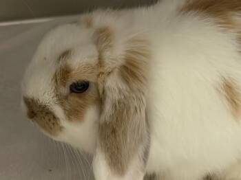 COLLIN -  Bunny Rabbit and French Lop Rabbit for Adoption in Palo Alto, California - COLLIN | PetCurious