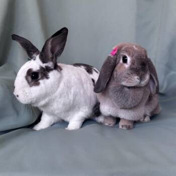 Flynn (bonded to Rapunzel) -  English Spot Rabbit for Adoption in Columbia, Maryland - Flynn (bonded To Rapunzel) | PetCurious