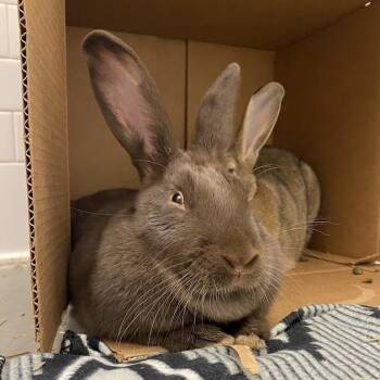 Jobu and Jenny -  American Rabbit for Adoption in Pittsburgh, Pennsylvania - Jobu And Jenny | PetCurious
