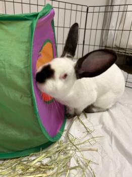 Saturn -  Californian Rabbit for Adoption in Pflugerville, Texas - Saturn | PetCurious