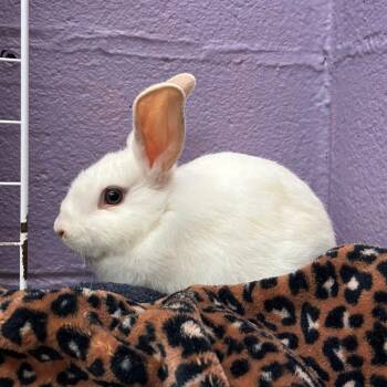 Madeline -  Mini Lop and Lionhead Rabbit for Adoption in Providence, Rhode Island - Madeline | PetCurious