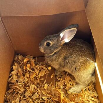 Rescue American Rabbits for Adoption in Gig Harbor, Washington - Thumper | PetCurious