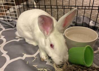 Tzatziki -  New Zealand Rabbit for Adoption in Westford, Massachusetts - Tzatziki | PetCurious
