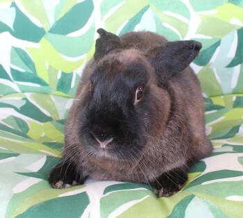 Rescue American Rabbits for Adoption in IND HILLSIDE, New Jersey - Jupiter | PetCurious