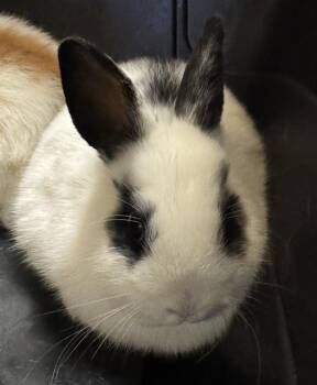 Netherland Dwarf Rabbits Available for Adoption - VELVET | PetCurious